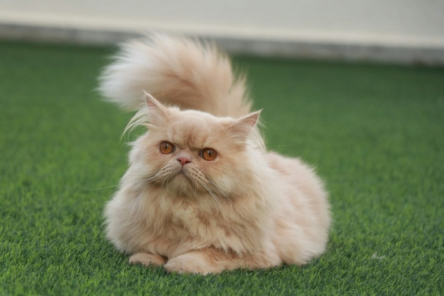 Katzenfoto zur Übersicht Perserkatze