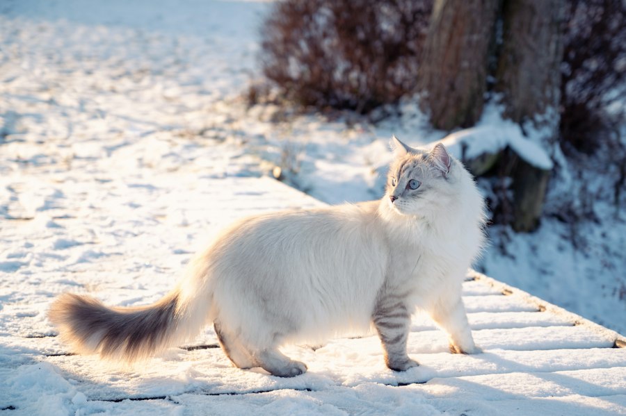Katzenfoto zur Übersicht Sibirische Katze