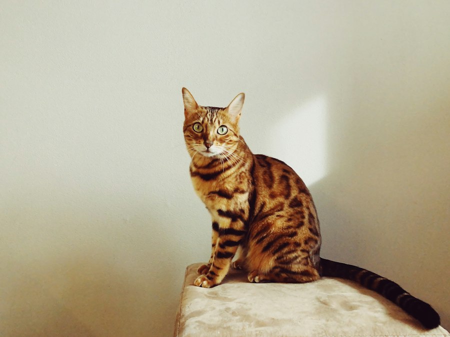 Katzenfoto zur Übersicht Bengalkatze