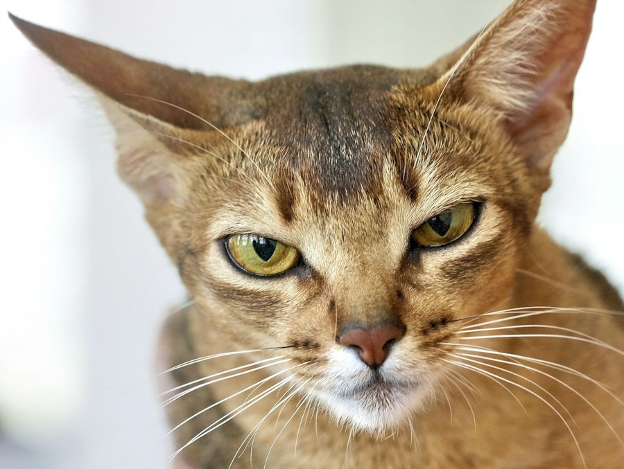 Katzenfoto zur Übersicht Abessinier