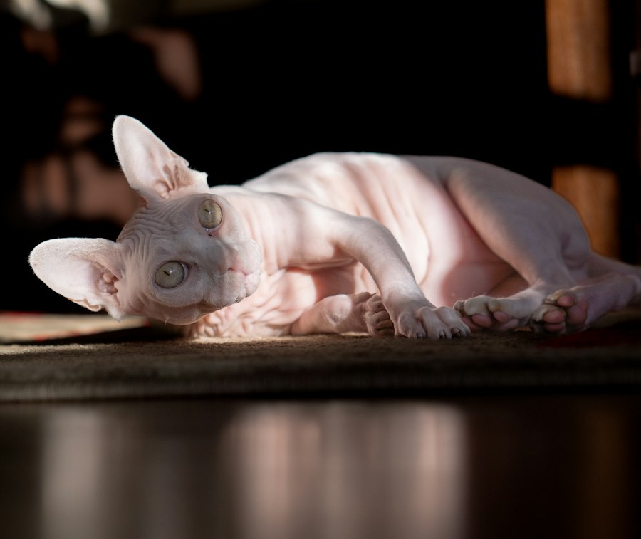 Katzenfoto zur Übersicht Devon Rex
