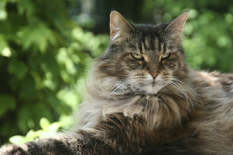Katzenfoto zur Übersicht Maine Coon