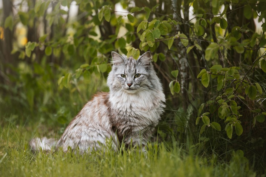 Katzenfoto zur Übersicht Norwegische Waldkatze