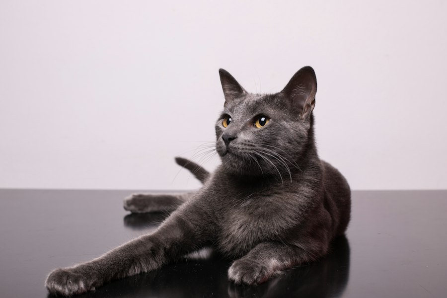Katzenfoto zur Übersicht Europäisch Kurzhaar