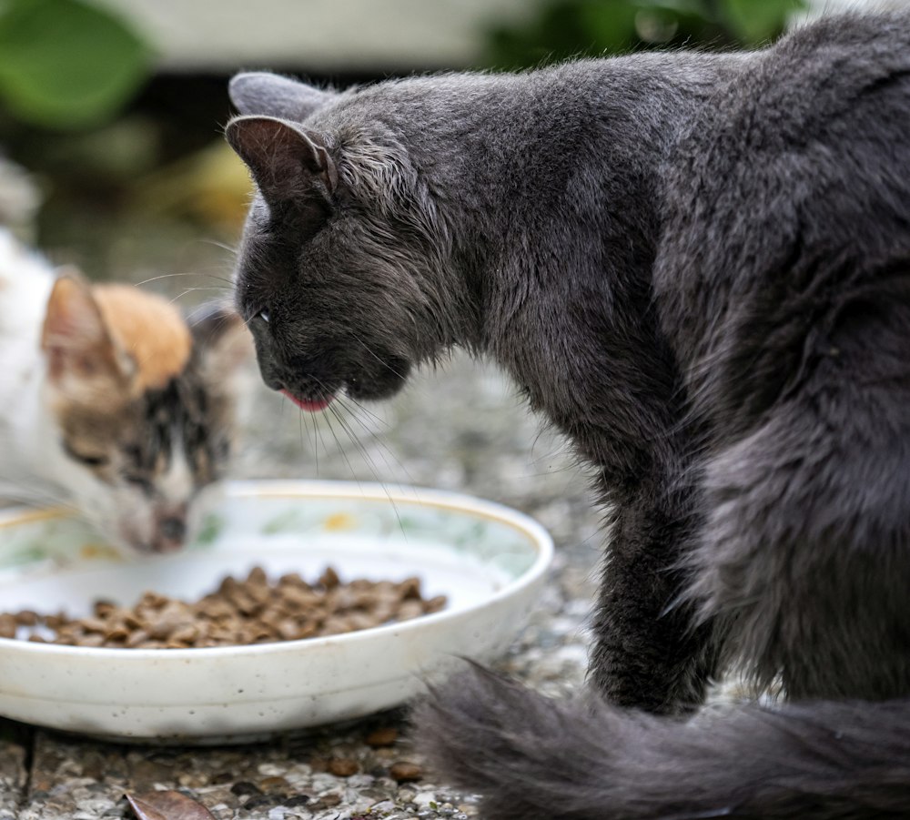 Katzen an einem Futternapf
