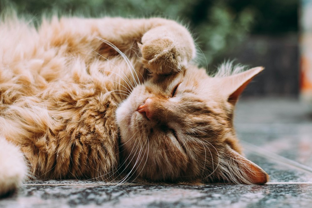 Ruhende Katze