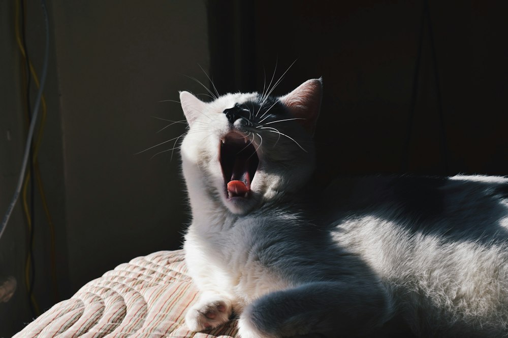 Katze mit sichtbaren Zähnen