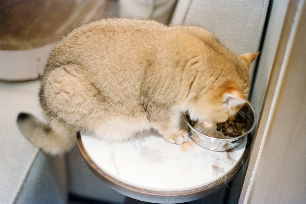 Junge Katze bei einer Mahlzeit