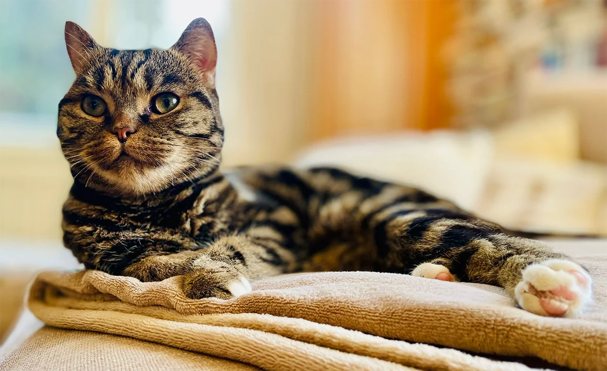 Knopfi – unsere Katze