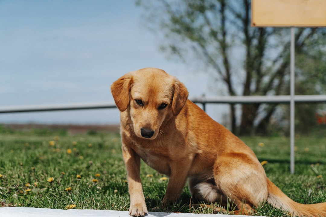 Kreuzbandriss beim Hund