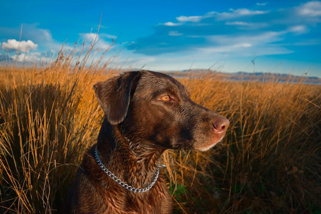 Brauner Labrador Retriever im Freien