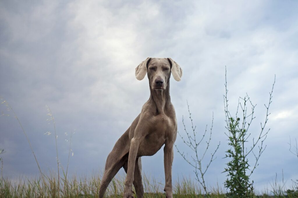 Große Deutsche Dogge als Risikohund für Magendrehung