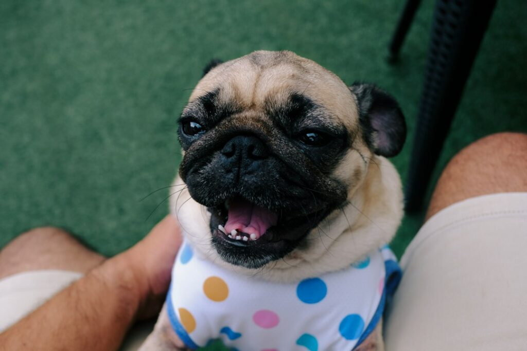 Mops im Freien