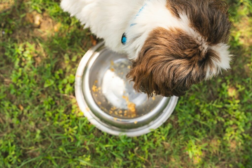 Hund frisst aus einem Futternapf