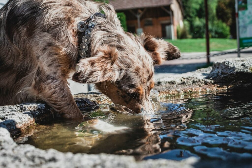 Hund trinkt Wasser als Symbol für Nierengesundheit