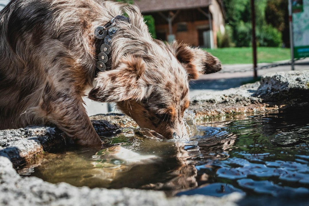 Nierenerkrankung beim Hund