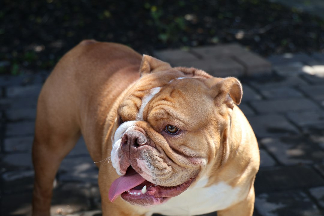 Old English Bulldog bei einem Spaziergang