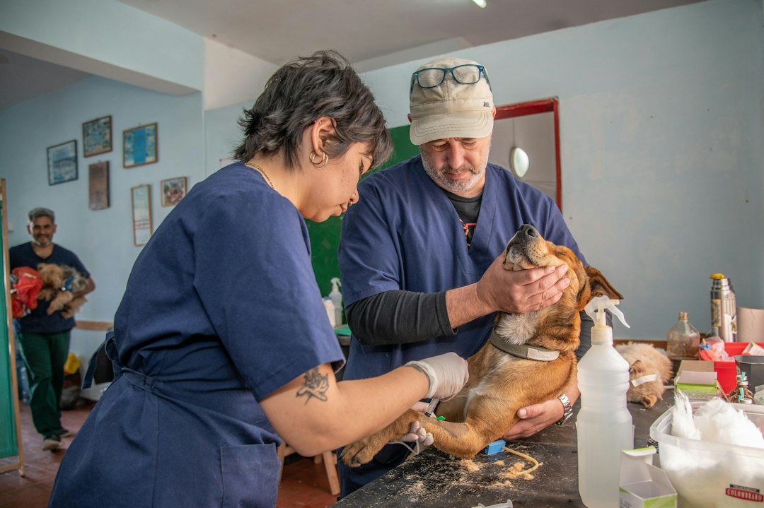 Pankreatitis beim Hund