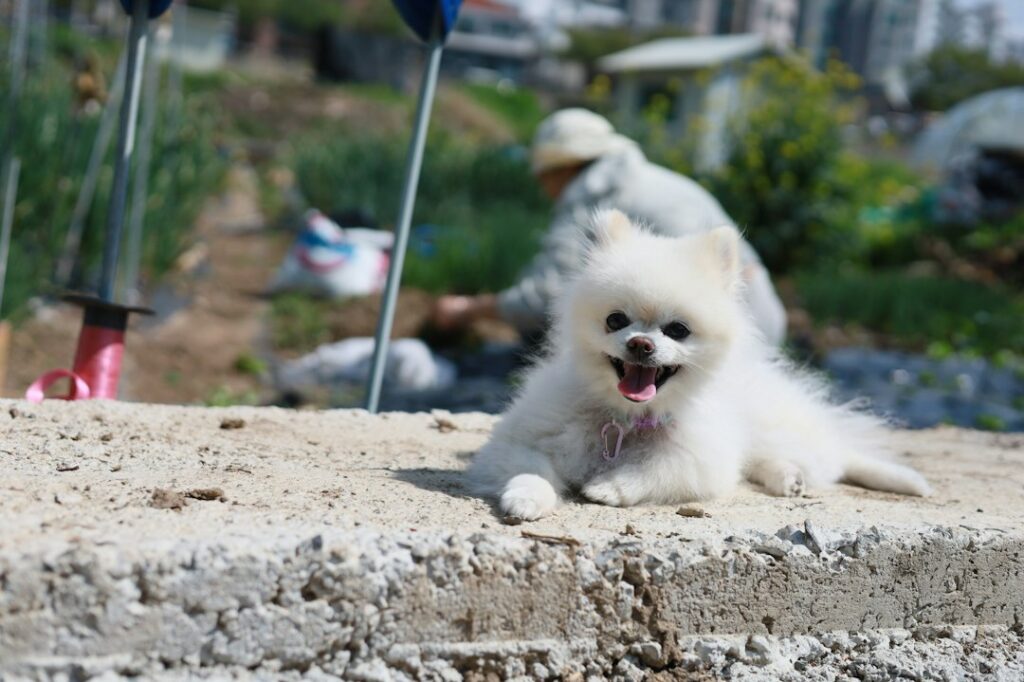 Pomeranian / Zwergspitz im Freien