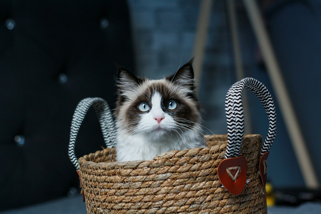 Katzenfoto zur Übersicht Ragdoll