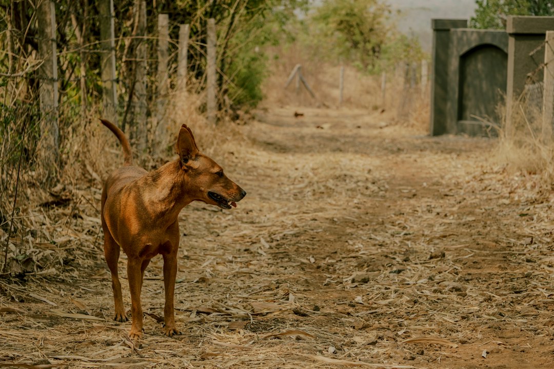 Rhodesian Ridgeback bei einem Spaziergang