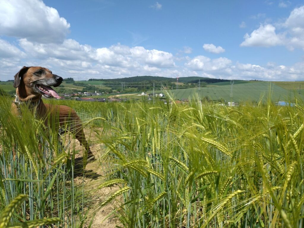 Rhodesian Ridgeback im Freien