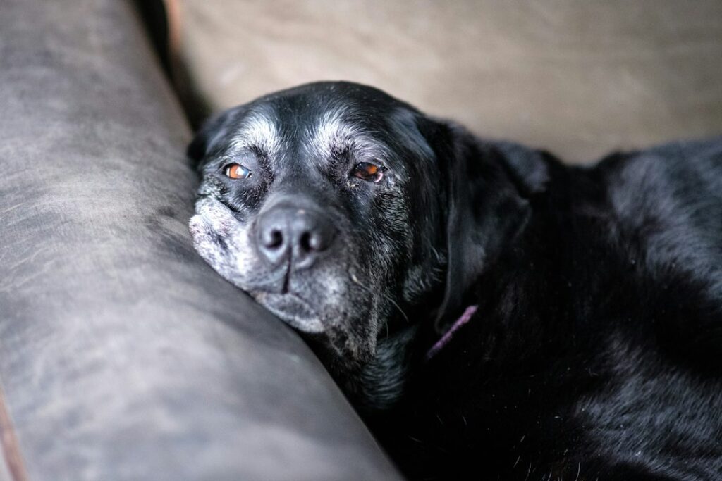 Ruhender Hund als Symbol für Schmerzen und Unwohlsein