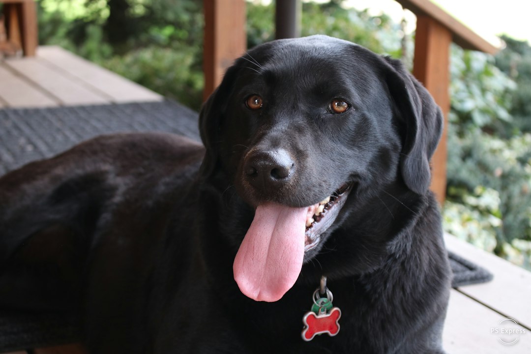 Schwarzer Labrador Retriever mit rotem Halsband