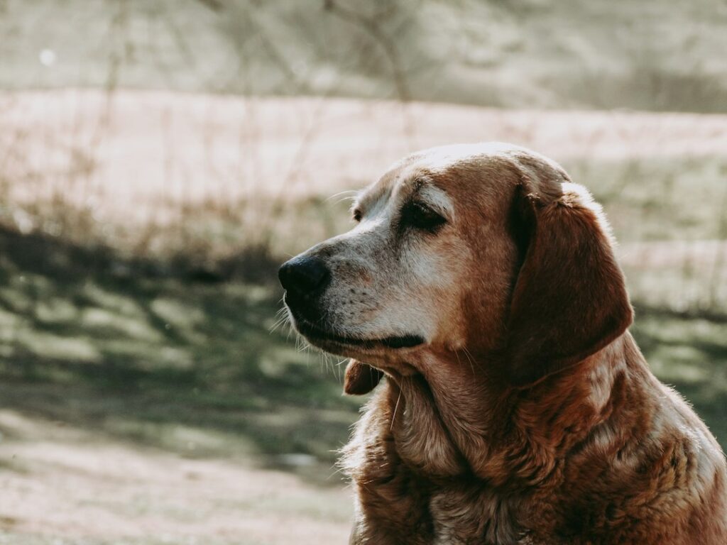 Alter Hund im Freien