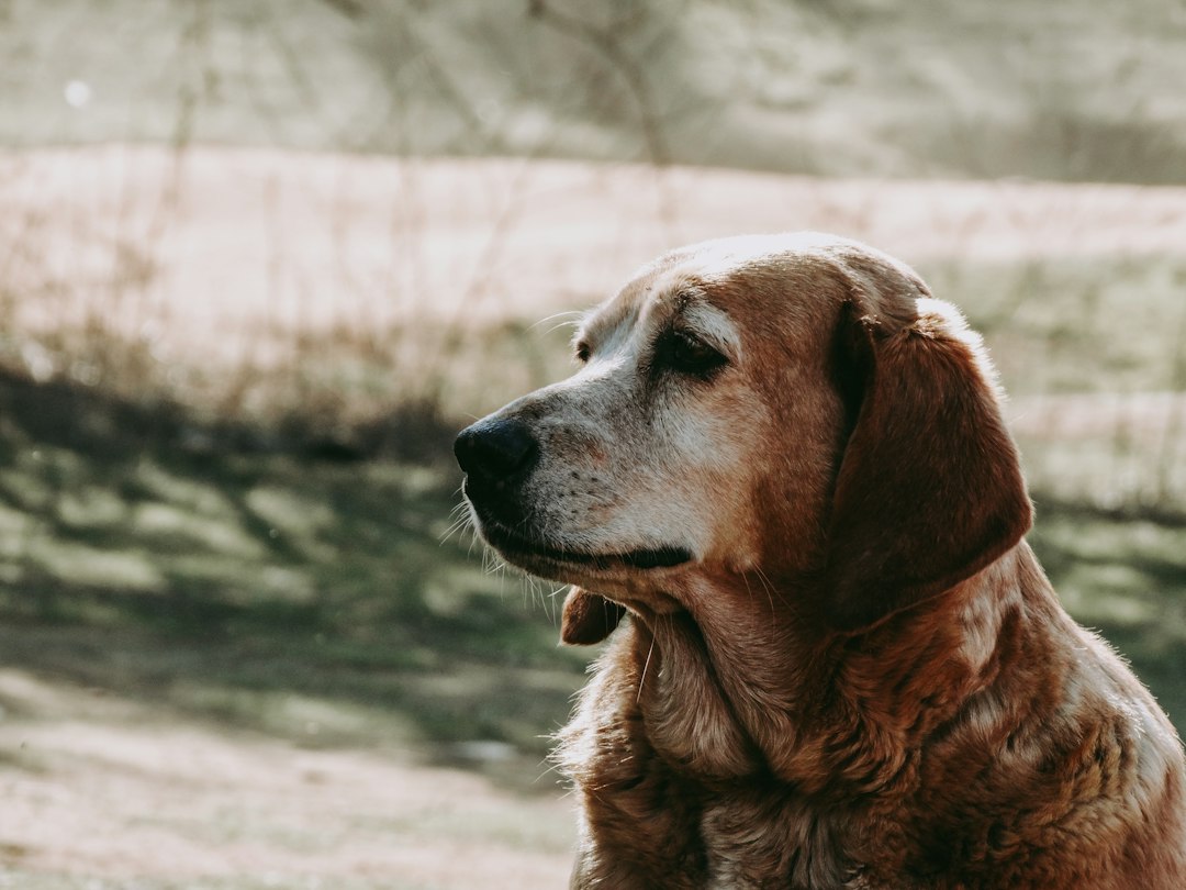 Senior Hund richtig ernähren