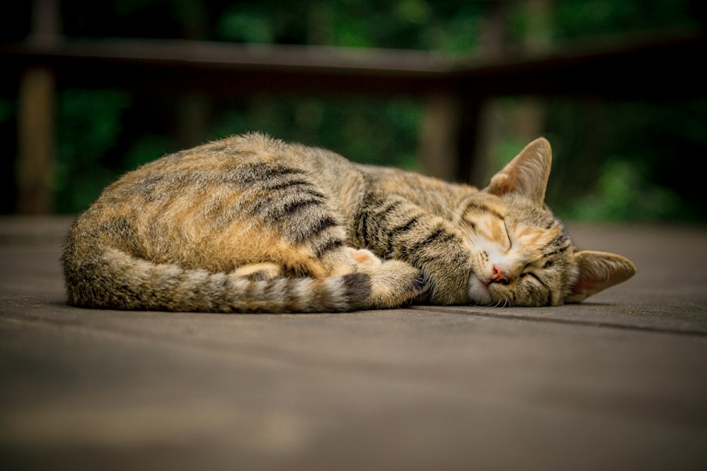 Ruhende Katze