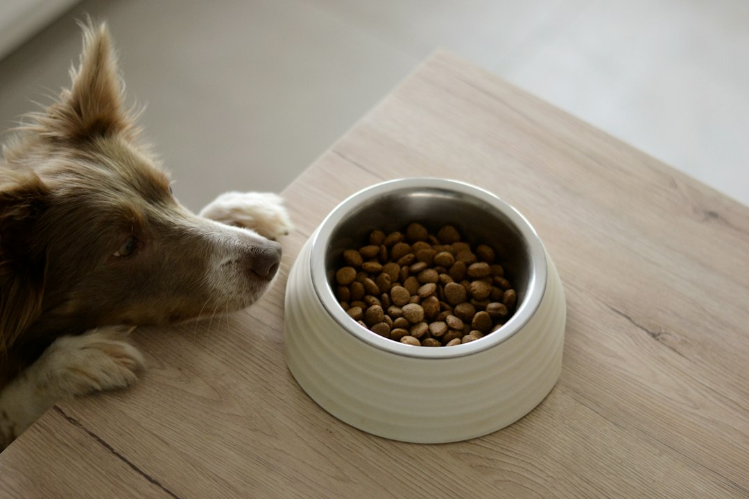Welches Hundefutter passt zu meinem Hund?