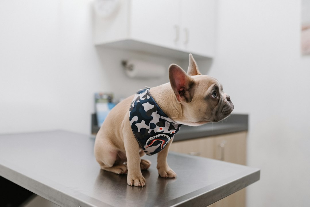 Würmer beim Hund