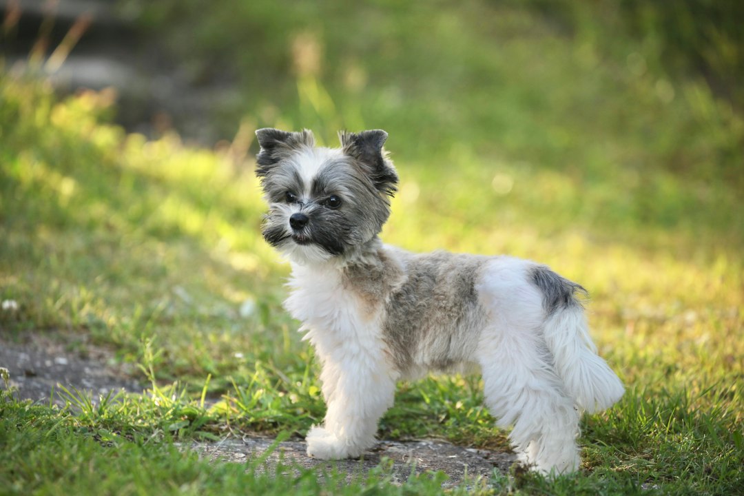 Yorkshire Terrier bei einem Spaziergang