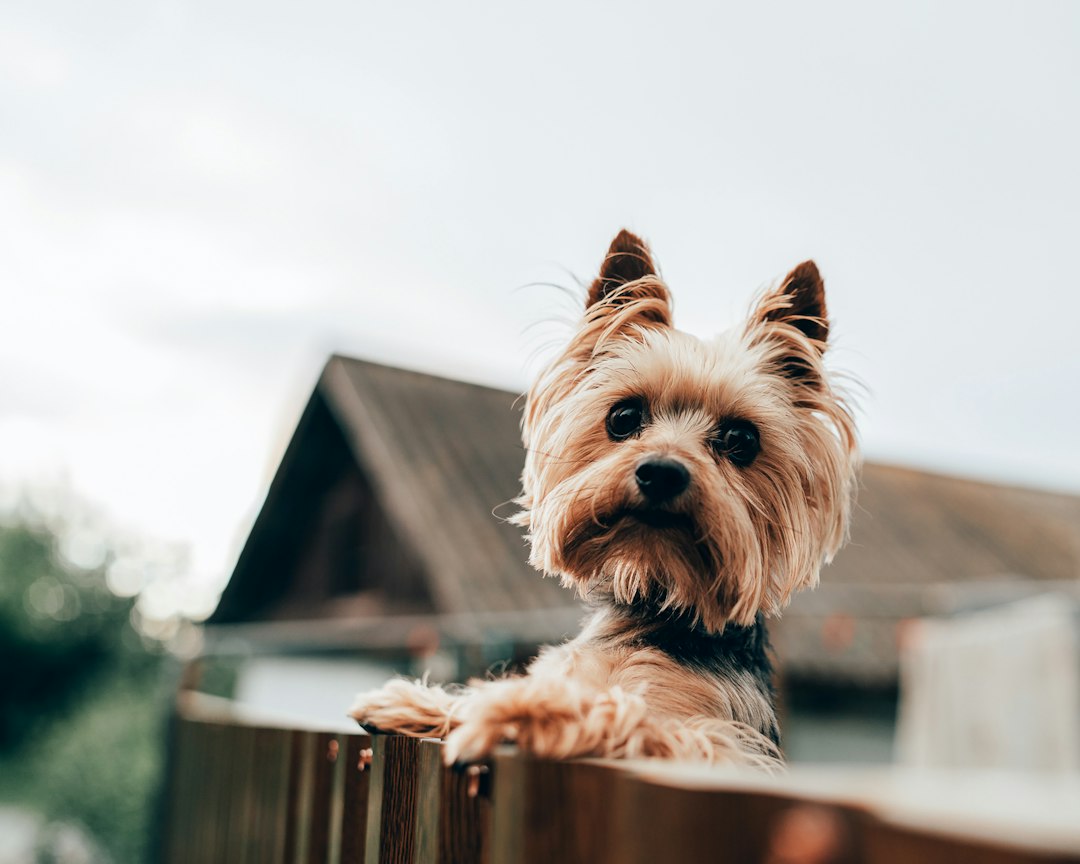Yorkshire Terrier im Freien