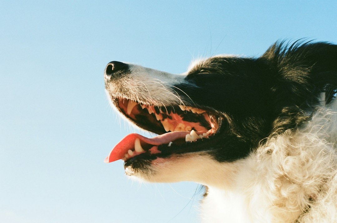 Zahnpflege beim Hund