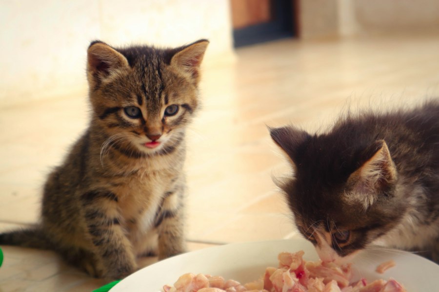 Zwei Katzen am Futternapf